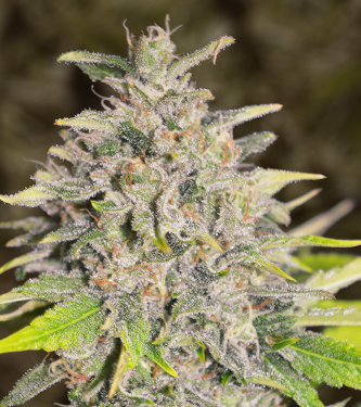 Auto Chocolope > High Speed Buds | Graines Autofloraison  |  Sativa