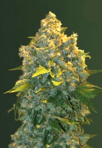 Auto Chronic Monster XXL > Victory Seeds | Autoflowering Hanfsamen  |  Hybrid