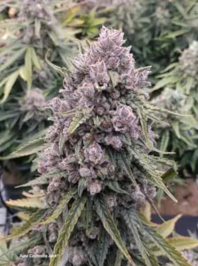 Auto Cinderella Jack > Dutch Passion | Autoflowering Hanfsamen  |  Hybrid