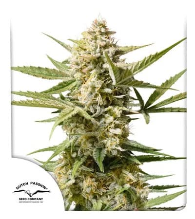 Auto Cinderella Jack > Dutch Passion | Semillas autoflorecientes  |  Híbrido