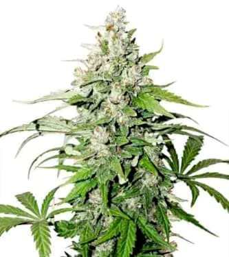 Auto Cinderella Jack > Dutch Passion | Autoflowering Cannabis   |  Hybrid