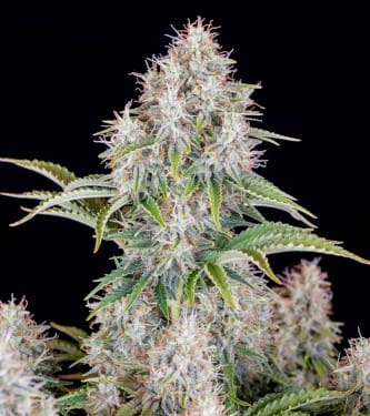 Auto Cinderella > Fast Buds Company | Graines Autofloraison  |  Sativa