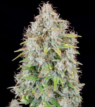 Auto Cinderella > Fast Buds Company | Semillas autoflorecientes  |  Sativa