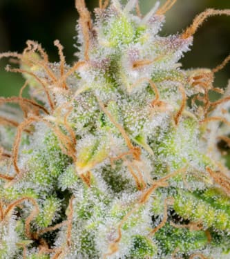 Auto Cinderella > Fast Buds Company | Autoflowering Hanfsamen  |  Sativa