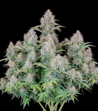 Auto Cinderella > Fast Buds Company | Graines Autofloraison  |  Sativa