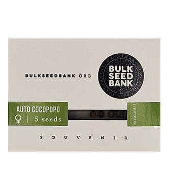 Auto Cocopopo > Bulk Seed Bank | Autoflowering Cannabis   |  Sativa