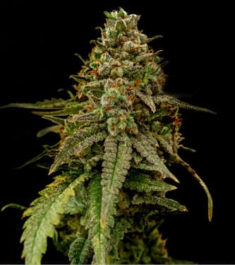 Auto Coffe Rocket > Bulk Seed Bank | Autoflowering Cannabis   |  Sativa