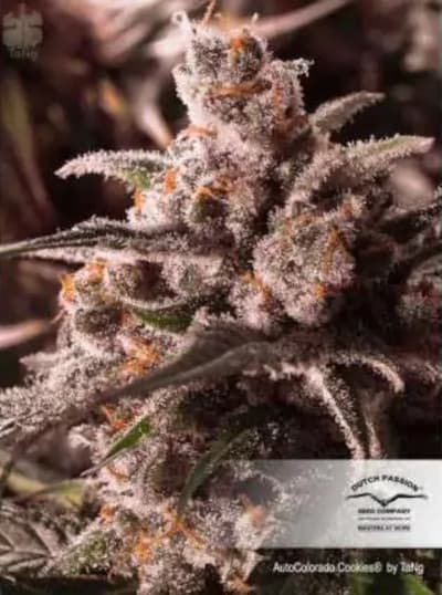 Auto Colorado Cookies > Dutch Passion | Autoflowering Cannabis   |  Indica