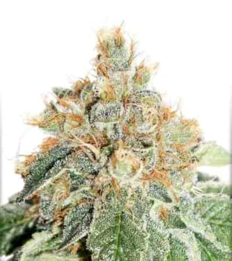 Auto Colorado Cookies > Dutch Passion | Autoflowering Cannabis   |  Indica