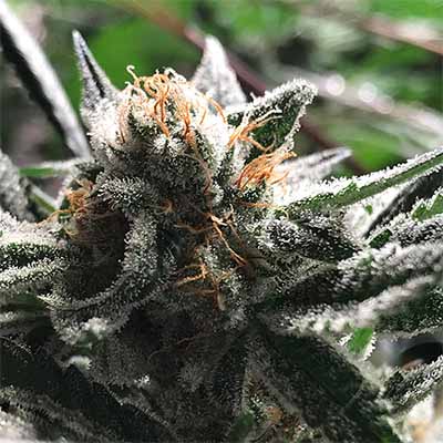 Condor Auto > R-Kiem Seeds | Semillas de marihuana autoflorecientes  |  Híbrido