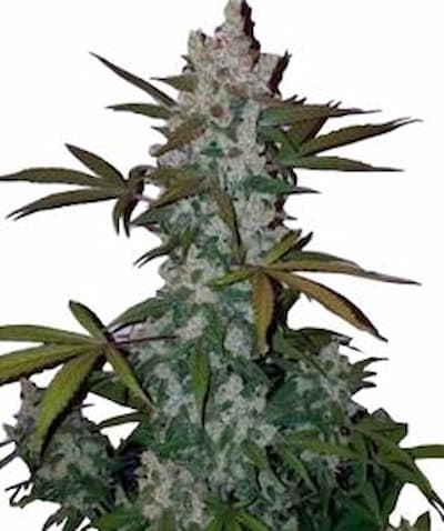 Auto Cookies > Linda Seeds | Autoflowering Cannabis   |  Hybrid