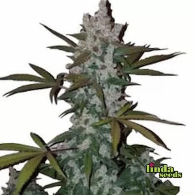 Auto Cookies semilla > Linda Seeds | Semillas de marihuana autoflorecientes  |  Híbrido
