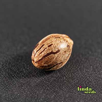 Auto Cookies semilla > Linda Seeds | Semillas de marihuana autoflorecientes  |  Híbrido