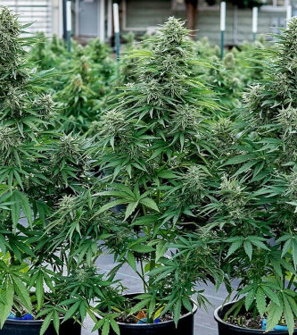 Auto CBD Cosmos F1 > Royal Queen Seeds | CBD cannabis seeds  |  Hybrid