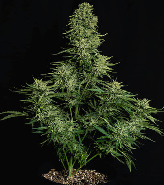 Auto CBD Cosmos F1 > Royal Queen Seeds | CBD cannabis seeds  |  Hybrid