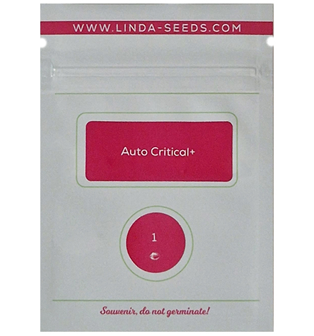 Auto Critical + > Linda Seeds | NOS RECOMMANDATIONS DE GRAINES DE CANNABIS  |  Graines de Cannabis à prix bas