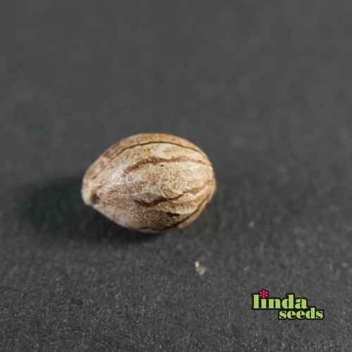 Auto Critical + Samen > Linda Seeds | Hanfsamen Empfehlungen  |  Günstige Hanfsamen