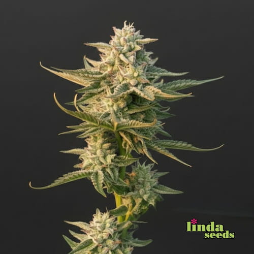 Auto Critical+ Plus (Linda Seeds)