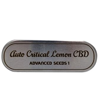 Auto Critical Lemon CBD > Advanced Seeds | Semillas CBD  |  Híbrido