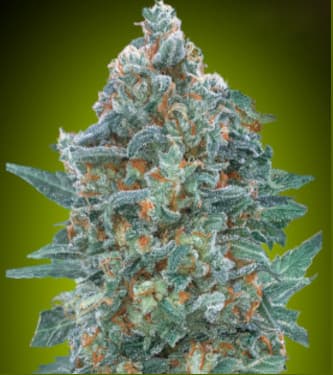 Auto Critical Lemon CBD > Advanced Seeds | CBD cannabis seeds  |  Hybrid