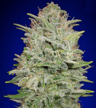 Auto Critical Mass > Advanced Seeds | Semillas autoflorecientes  |  Híbrido