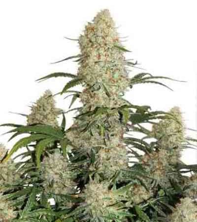 Auto Critical Orange Punch > Dutch Passion | Autoflowering Hanfsamen  |  Hybrid