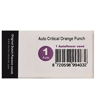 Auto Critical Orange Punch > Dutch Passion | Autoflowering Cannabis   |  Hybrid