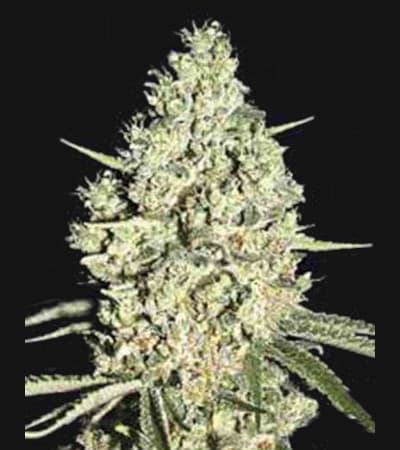 Auto Critical + > Linda Seeds | Cannabis seeds recommendations  |  Affordable Cannabis
