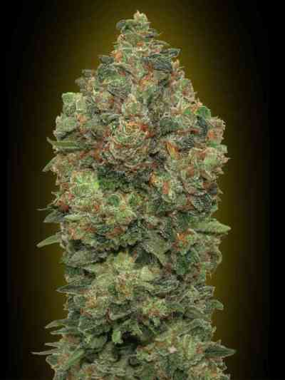 Automatic Collection #4 > Advanced Seeds | Graines Autofloraison  |  Hybride