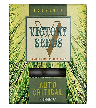 Auto Critical > Victory Seeds | Autoflowering Hanfsamen  |  Hybrid