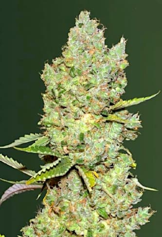 Auto Critical > Victory Seeds | Autoflowering Cannabis   |  Hybrid