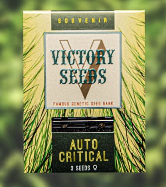 Auto Critical > Victory Seeds | Autoflowering Hanfsamen  |  Hybrid