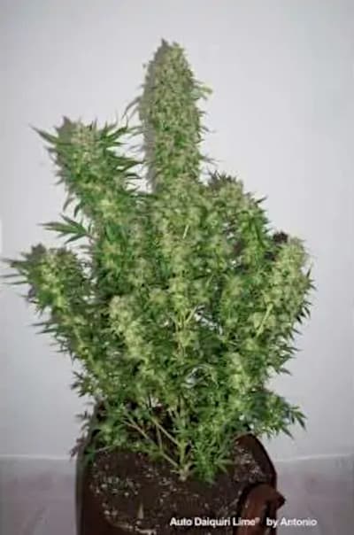 Auto Daiquiri Lime > Dutch Passion | Autoflowering Cannabis   |  Sativa