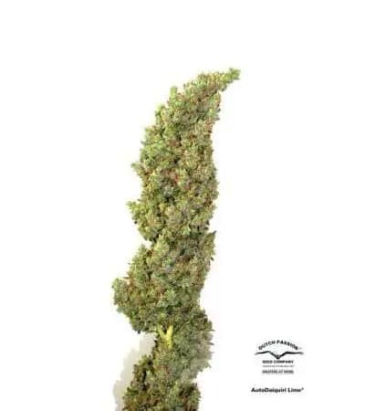 Auto Daiquiri Lime > Dutch Passion | Autoflowering Cannabis   |  Sativa