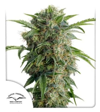 Auto Daiquiri Lime > Dutch Passion | Graines Autofloraison  |  Sativa