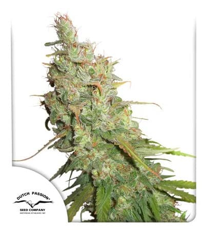 Auto Desfran > Dutch Passion | Semillas autoflorecientes  |  Sativa