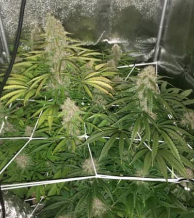 Auto Desfran > Dutch Passion | Graines Autofloraison  |  Sativa