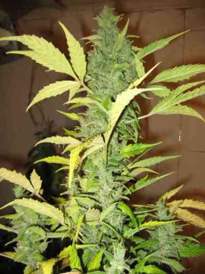 Auto Destroyer (Auto AK XXL) > Original Sensible Seeds | Semillas autoflorecientes  |  Sativa