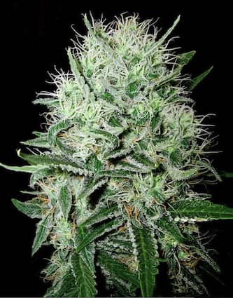 Auto Devil Kiss > Bulk Seed Bank | Graines Autofloraison  |  Hybride