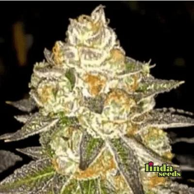 Auto Do Si Dos semilla > Linda Seeds | Semillas de marihuana autoflorecientes  |  Índica