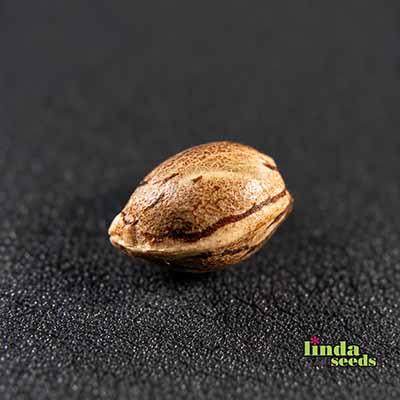 Auto Do Si Dos Seed > Linda Seeds | Autoflowering Cannabis   |  Indica