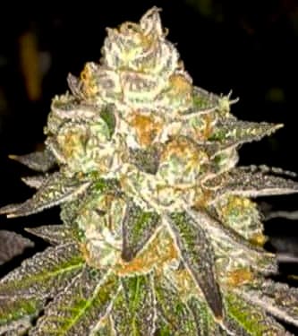 Auto Do Si Dos > Linda Seeds | Autoflowering Cannabis   |  Indica