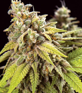 Auto Doctor Jamaica > Vision Seeds | Graines Autofloraison  |  Indica