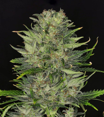 Do-Si-Dos Auto > Kannabia Seeds | Autoflowering Cannabis   |  Hybrid