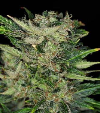 Do-Si-Dos Auto > Kannabia Seeds | Autoflowering Cannabis   |  Hybrid