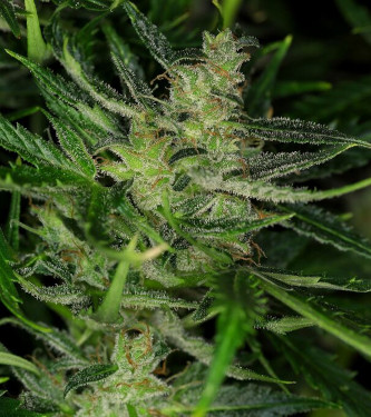 Do-Si-Dos Auto > Kannabia Seeds | Autoflowering Cannabis   |  Hybrid