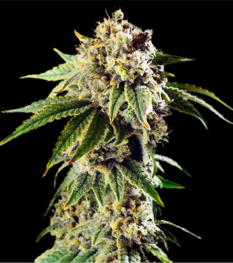 Auto Dosidos Rocketos > Bulk Seed Bank | Graines Autofloraison  |  Indica