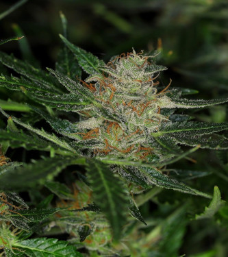 Auto Dream Sherbet > Kannabia Seeds | Autoflowering Cannabis   |  Indica