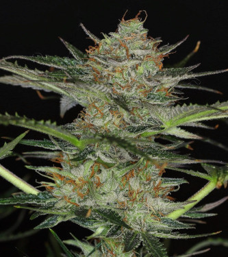 Auto Dream Sherbet > Kannabia Seeds | Autoflowering Cannabis   |  Indica