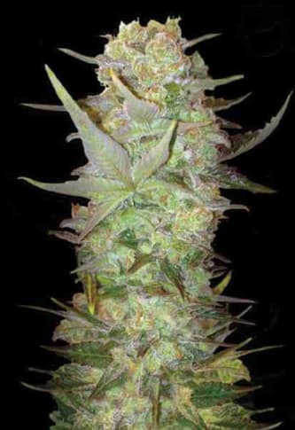 Auto Dubai Poison > Bulk Seed Bank | Autoflowering Hanfsamen  |  Sativa